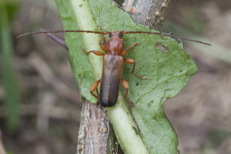 Phymatodes testaceus var. praeustus